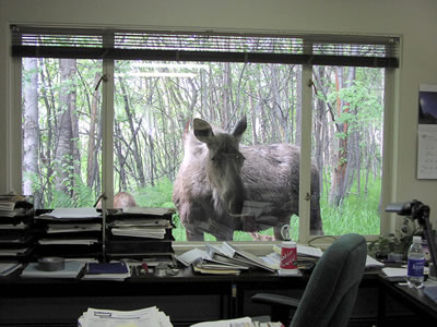 Moose looking into office